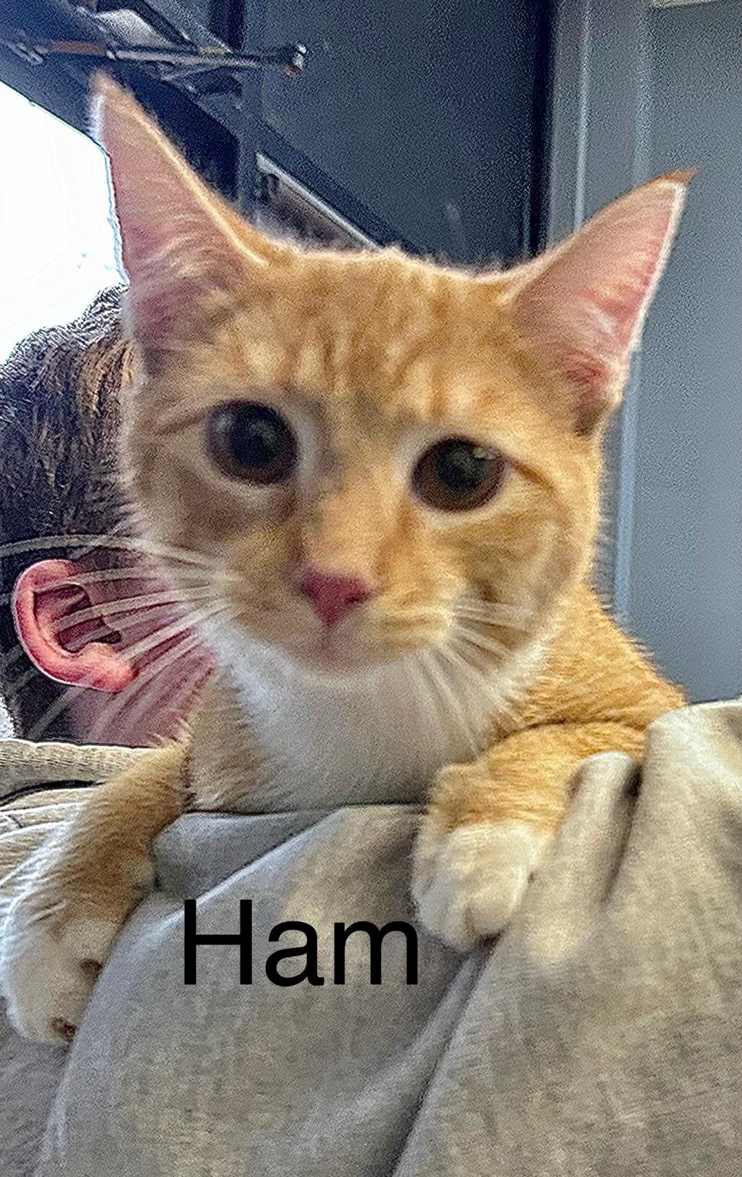 Enlarge Ham, an adopted Domestic Short Hair in Dyersburg, TN image 1/1
