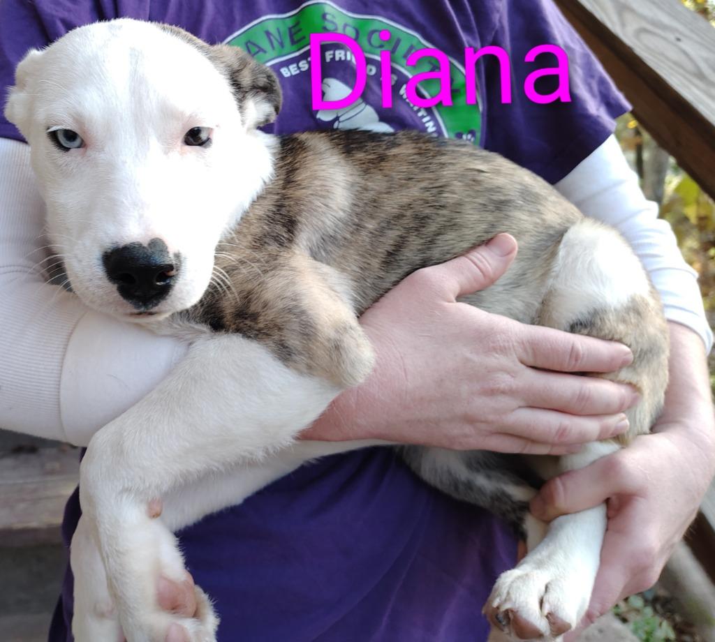 Diana, Adopted, Puppy Female Staffordshire Bull Terrier & Labrador Retriever.