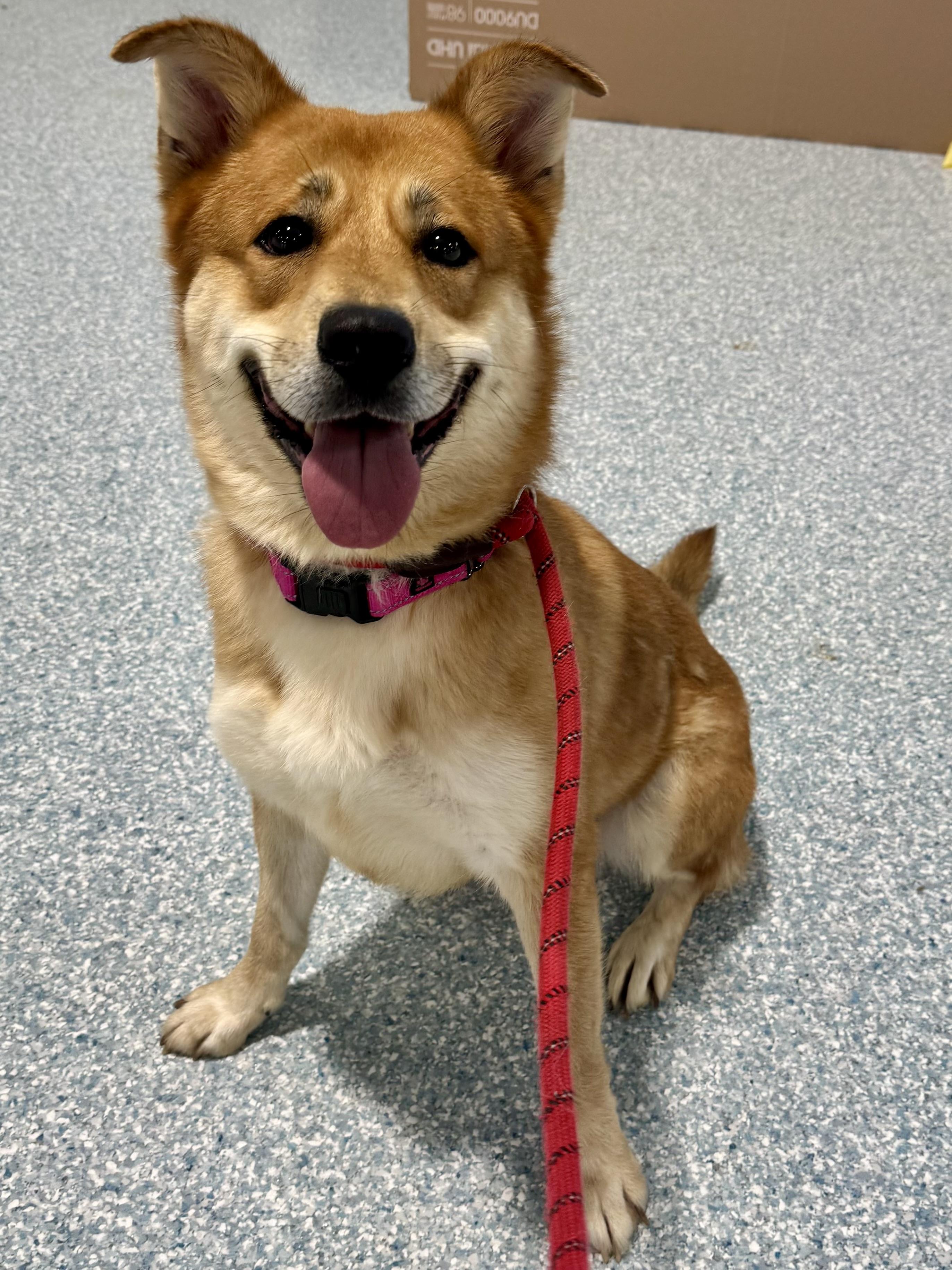 Lennon, ADOPTABLE, Adult Female Shiba Inu.