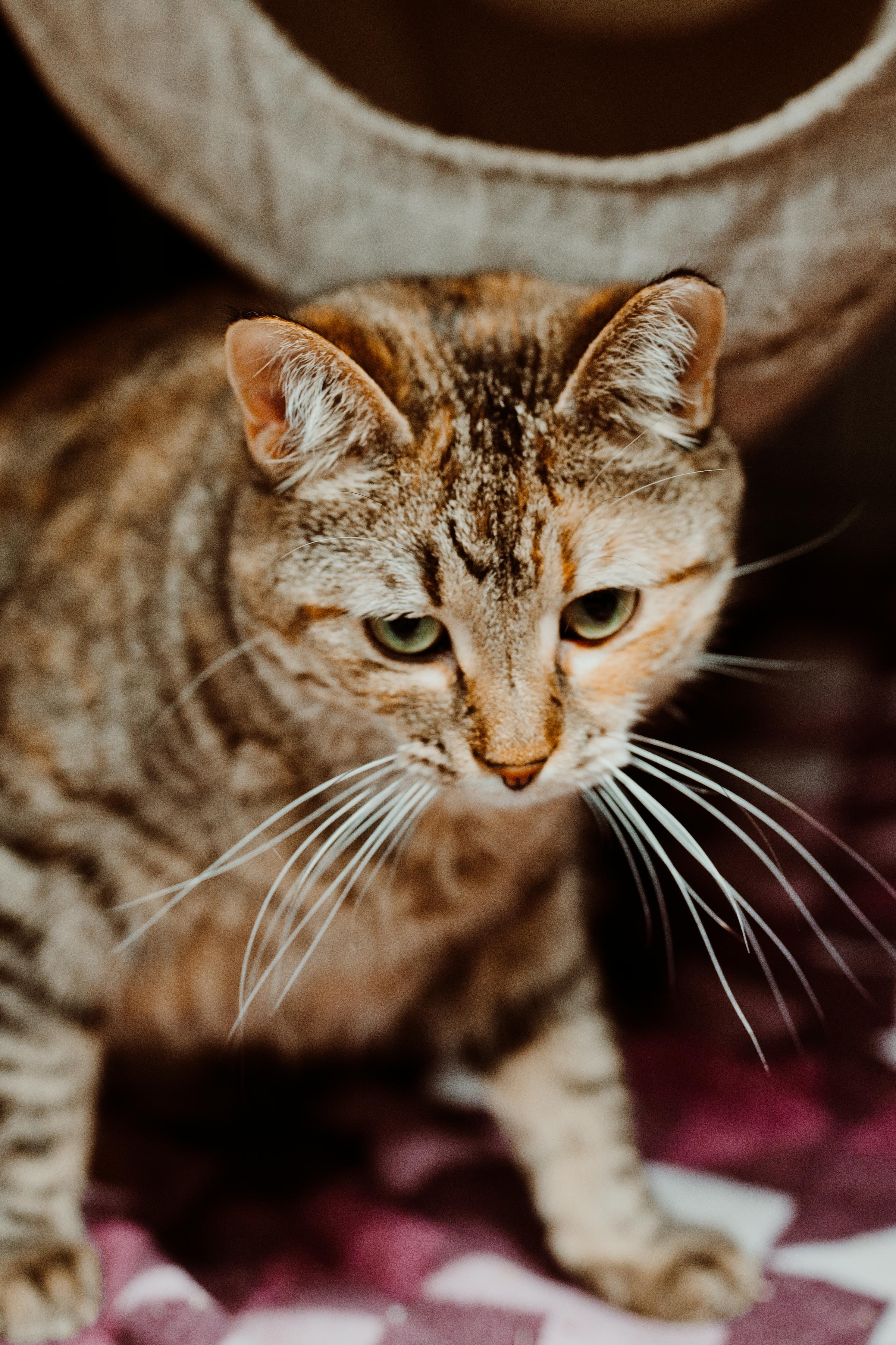 Enlarge June, a Adoptable Domestic Short Hair in Le Mars, IA image 1/2