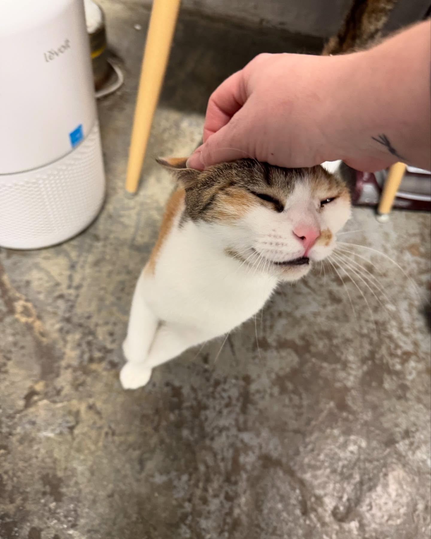 Enlarge Julia, a Adoptable Domestic Short Hair in Levittown, PA image 2/6