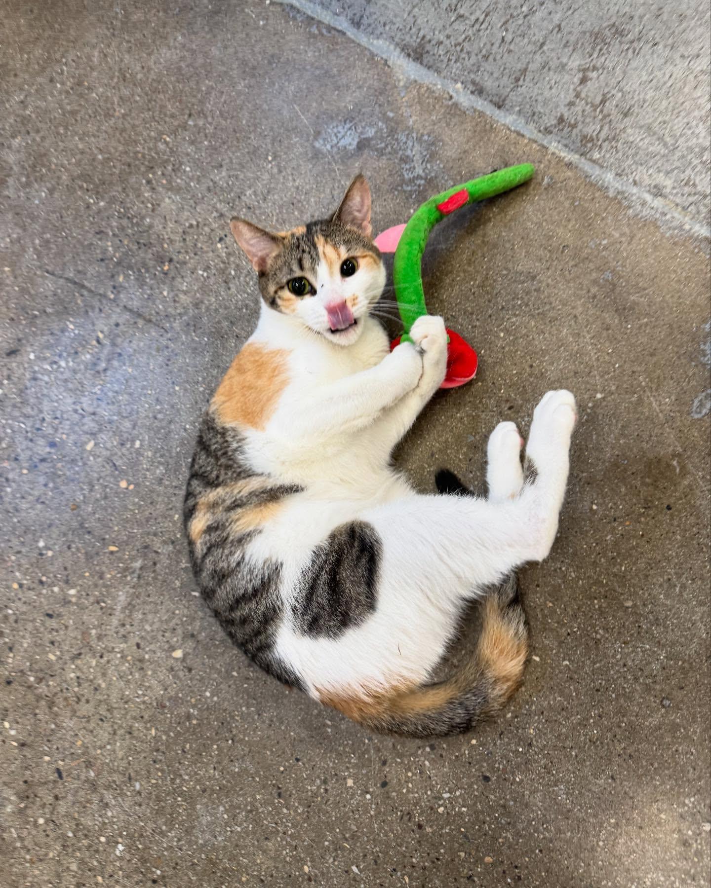 Enlarge Julia, a Adoptable Domestic Short Hair in Levittown, PA image 3/6