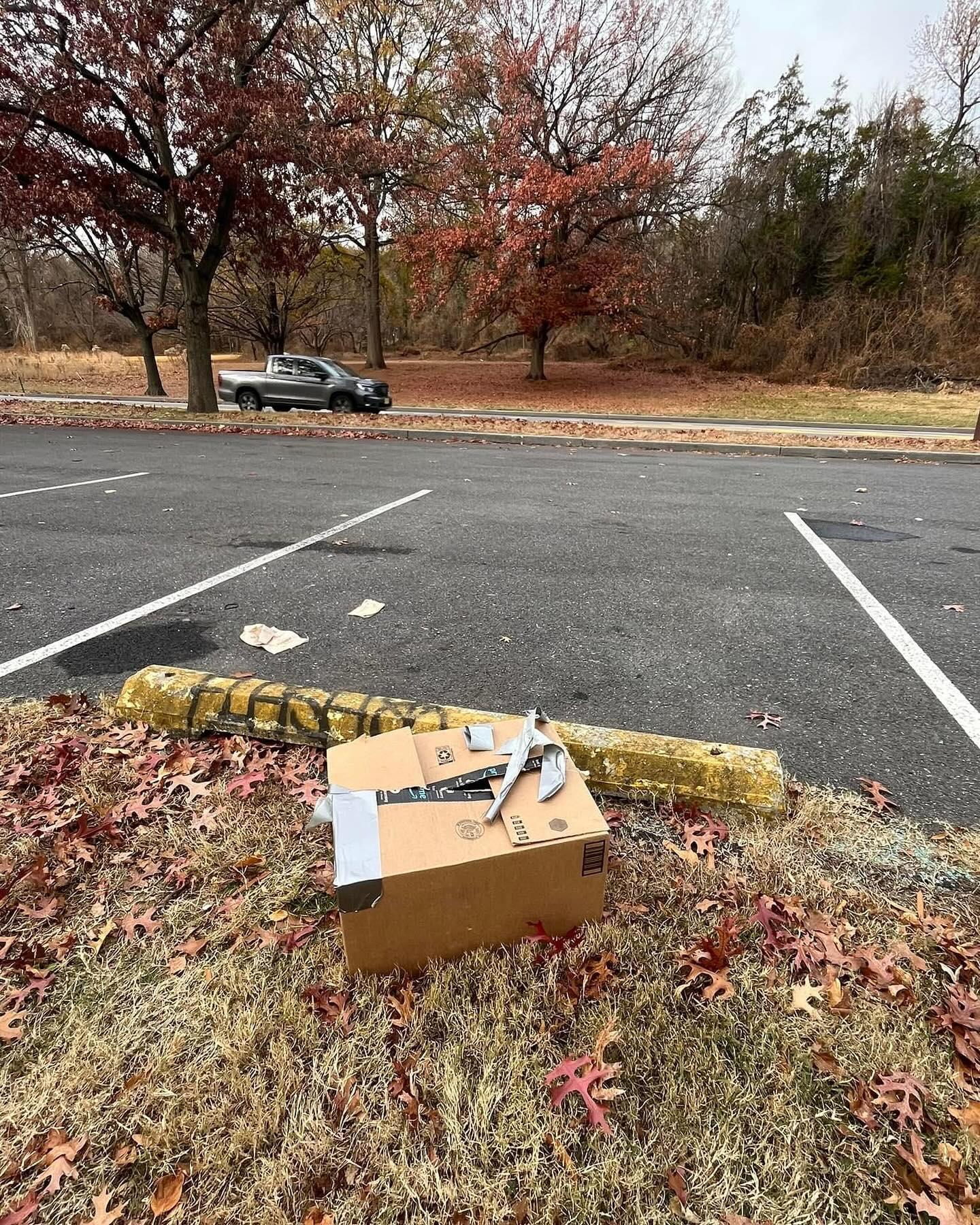 Enlarge Julia, a Adoptable Domestic Short Hair in Levittown, PA image 5/6