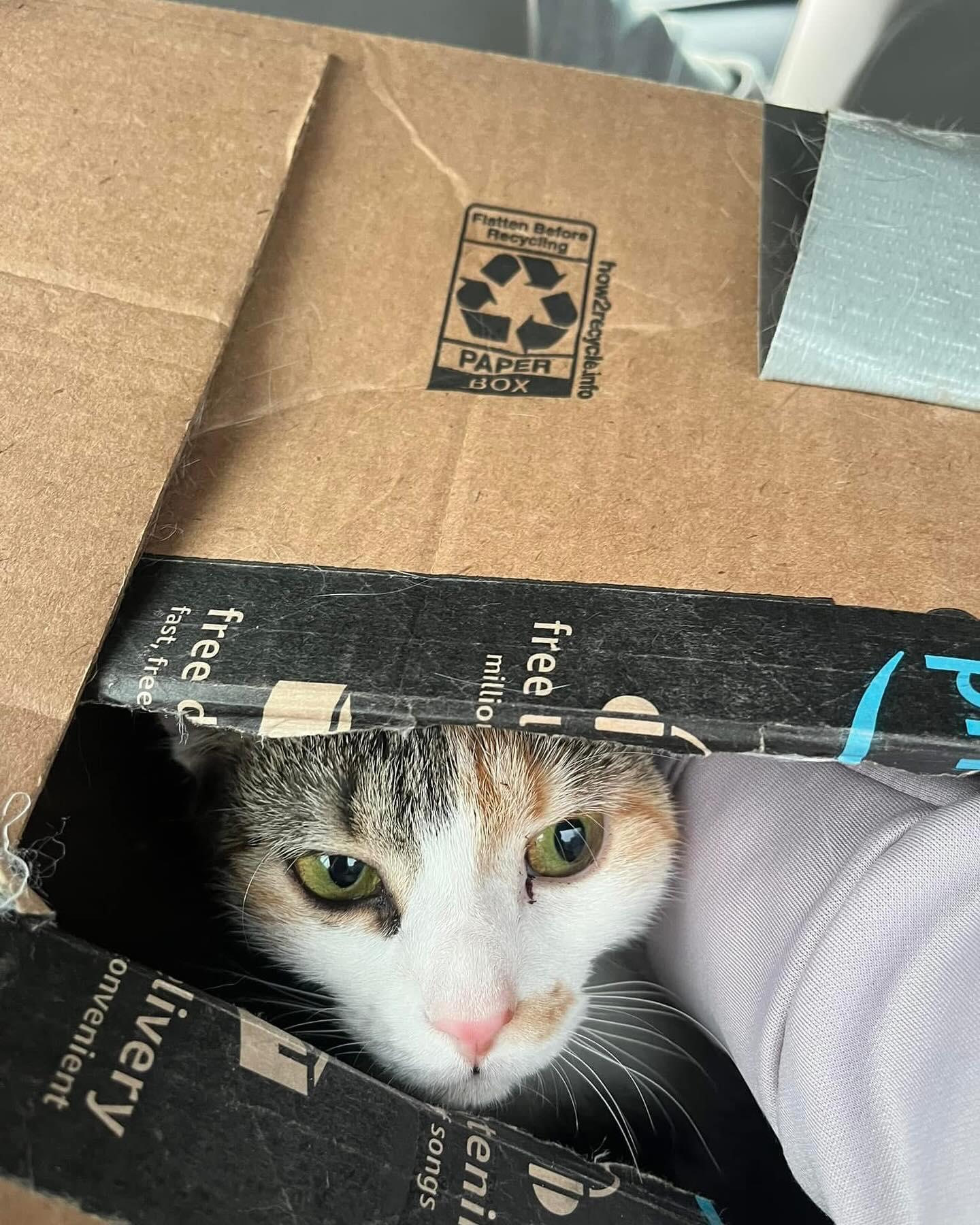 Enlarge Julia, a Adoptable Domestic Short Hair in Levittown, PA image 6/6