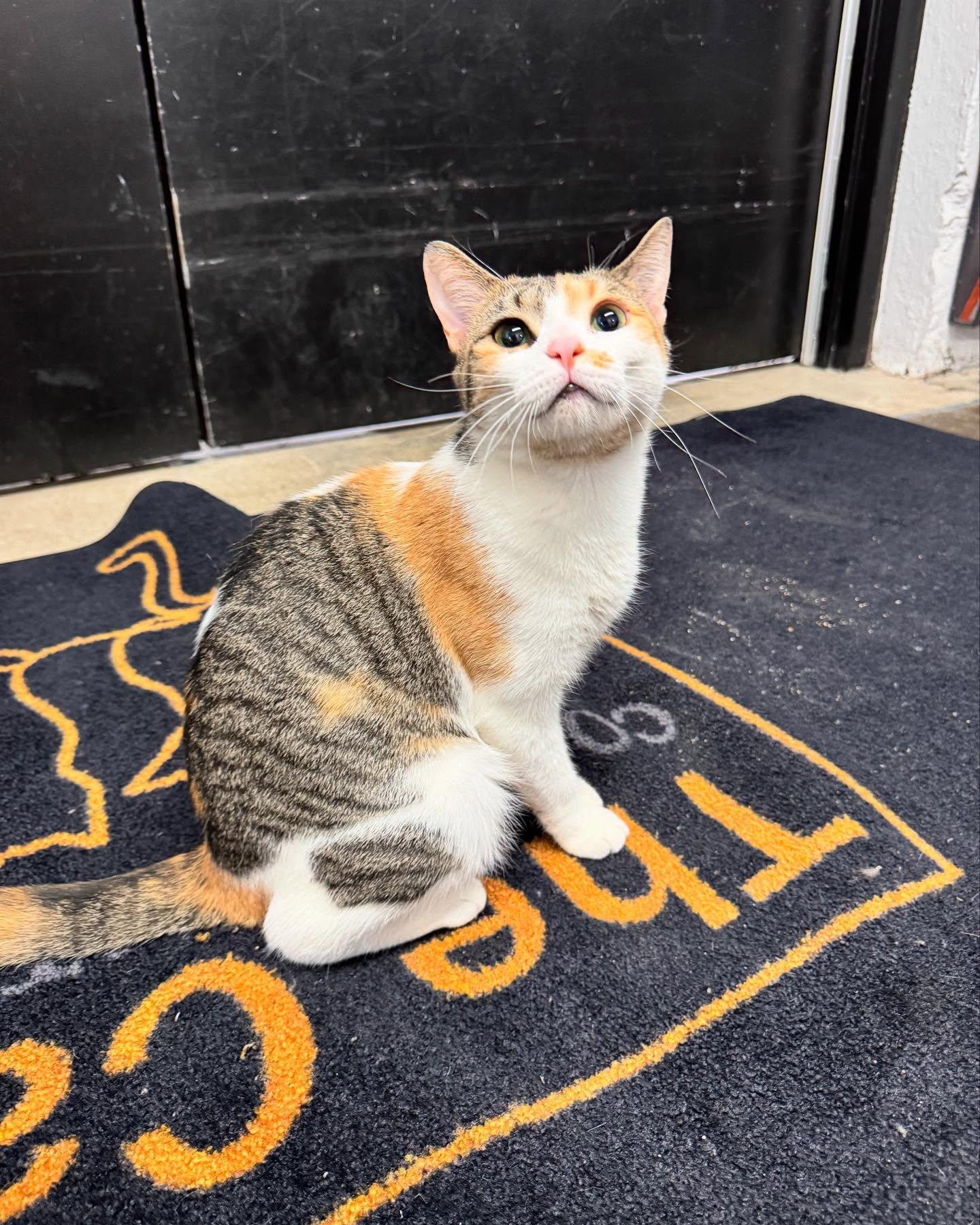 Enlarge Julia, a Adoptable Domestic Short Hair in Levittown, PA image 1/6