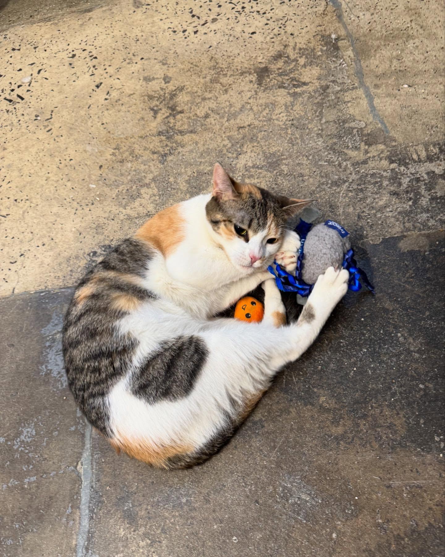 Enlarge Julia, a Adoptable Domestic Short Hair in Levittown, PA image 4/6