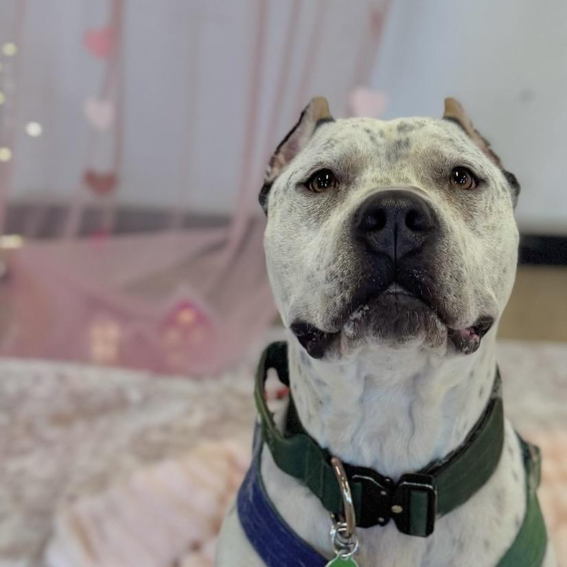 Pepe, Adoptable, Adult Male Pit Bull Terrier.