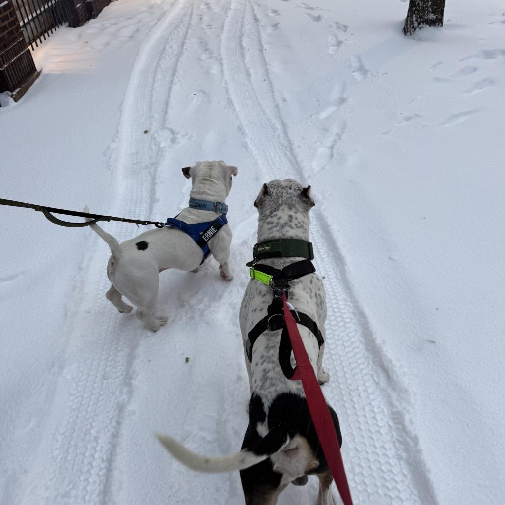 Pepe, a Adoptable Pit Bull Terrier in Chicago, IL image 2/5