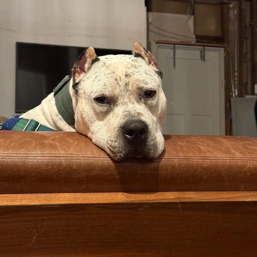 Enlarge Pepe, a Adoptable Pit Bull Terrier in Chicago, IL image 4/6