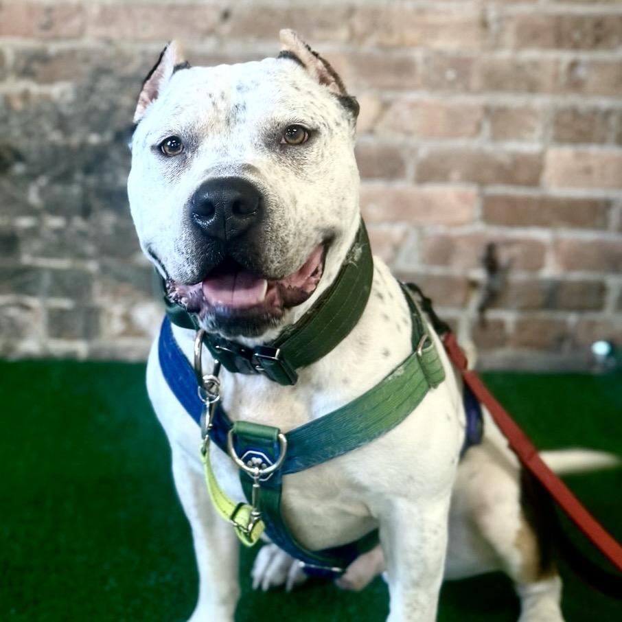 Pepe, a Adoptable Pit Bull Terrier in Chicago, IL image 4/5