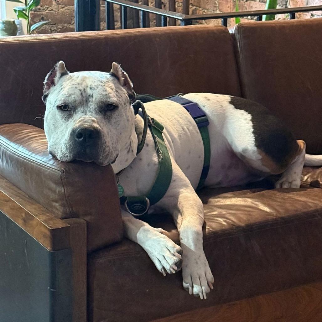 Enlarge Pepe, a Adoptable Pit Bull Terrier in Chicago, IL image 5/6