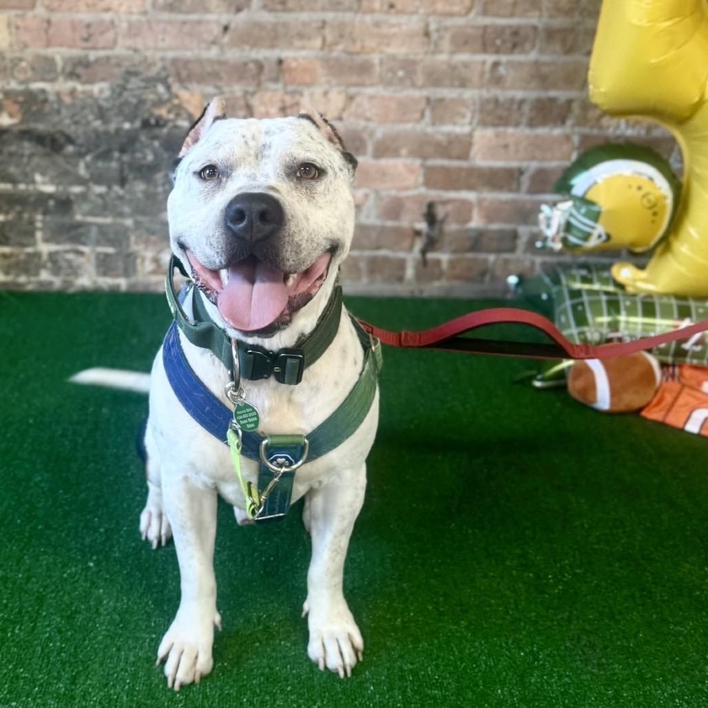 Pepe, a Adoptable Pit Bull Terrier in Chicago, IL image 5/5