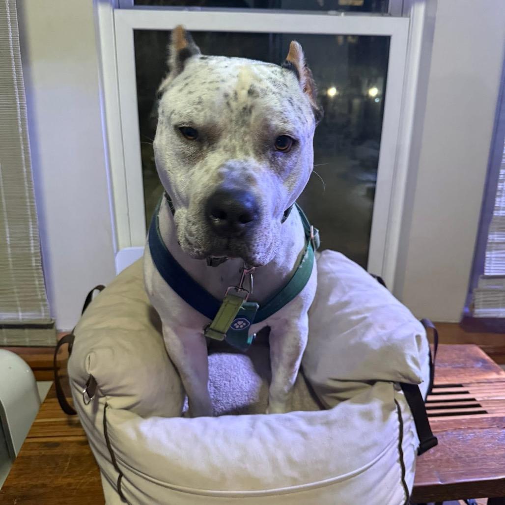 Enlarge Pepe, a Adoptable Pit Bull Terrier in Chicago, IL image 6/6