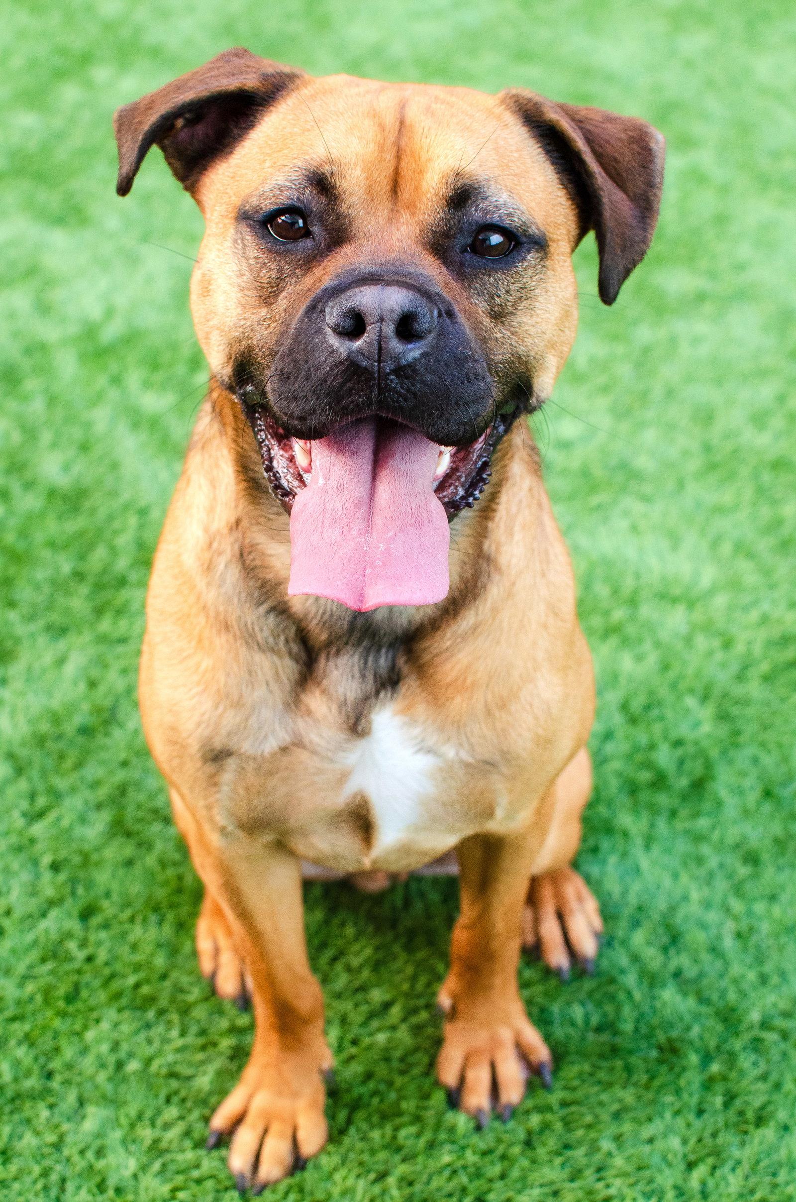 Greg, Adoptable, Young Male Pit Bull Terrier & Husky.