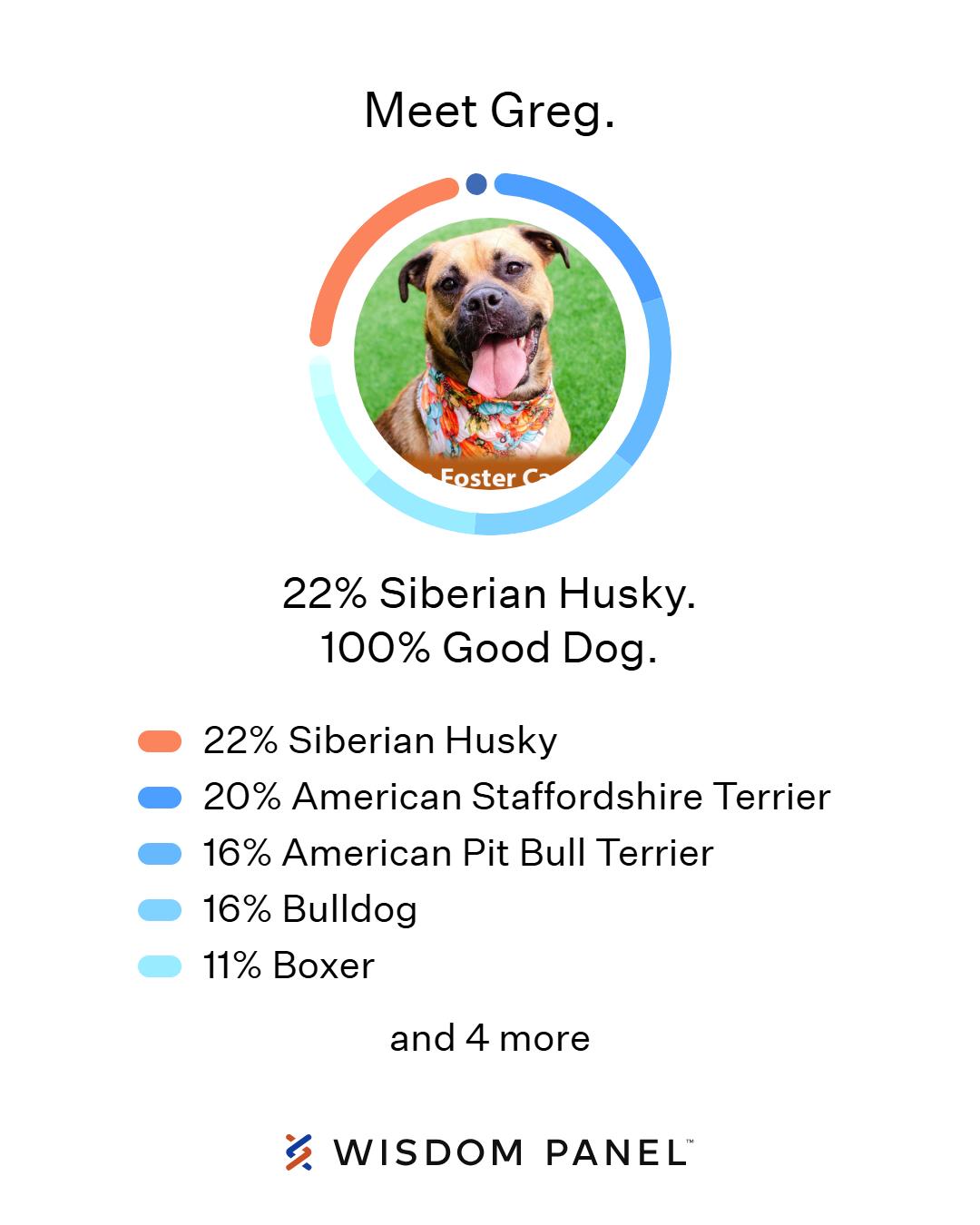 Greg, Adoptable, Young Male Pit Bull Terrier & Husky.