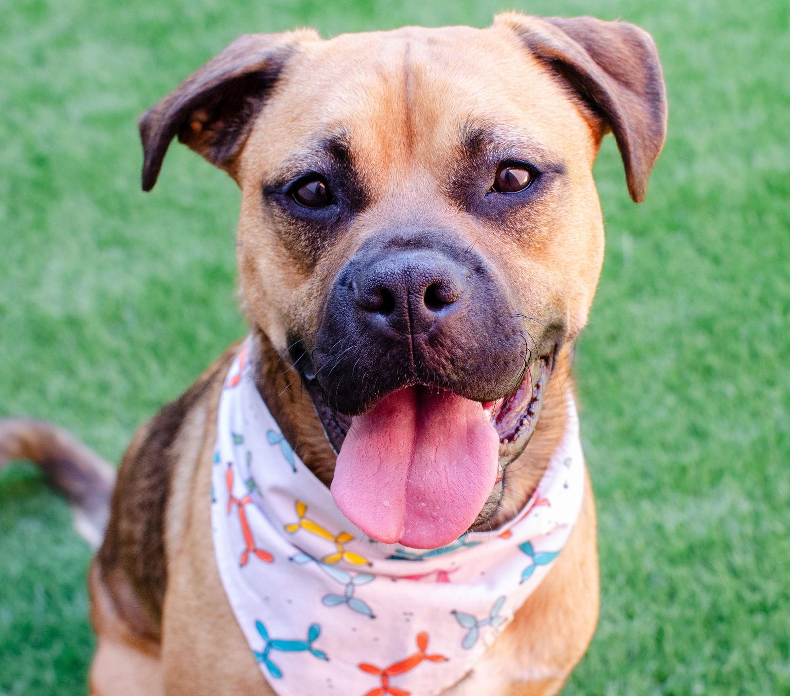 Enlarge Greg, a Adoptable mixed breed in Burlingame, CA image 2/3