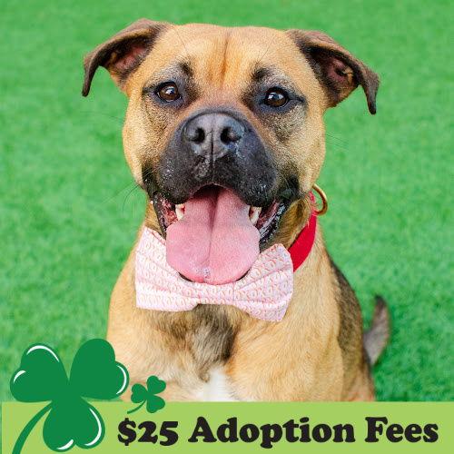 Enlarge Greg, a Adoptable mixed breed in Burlingame, CA image 2/3