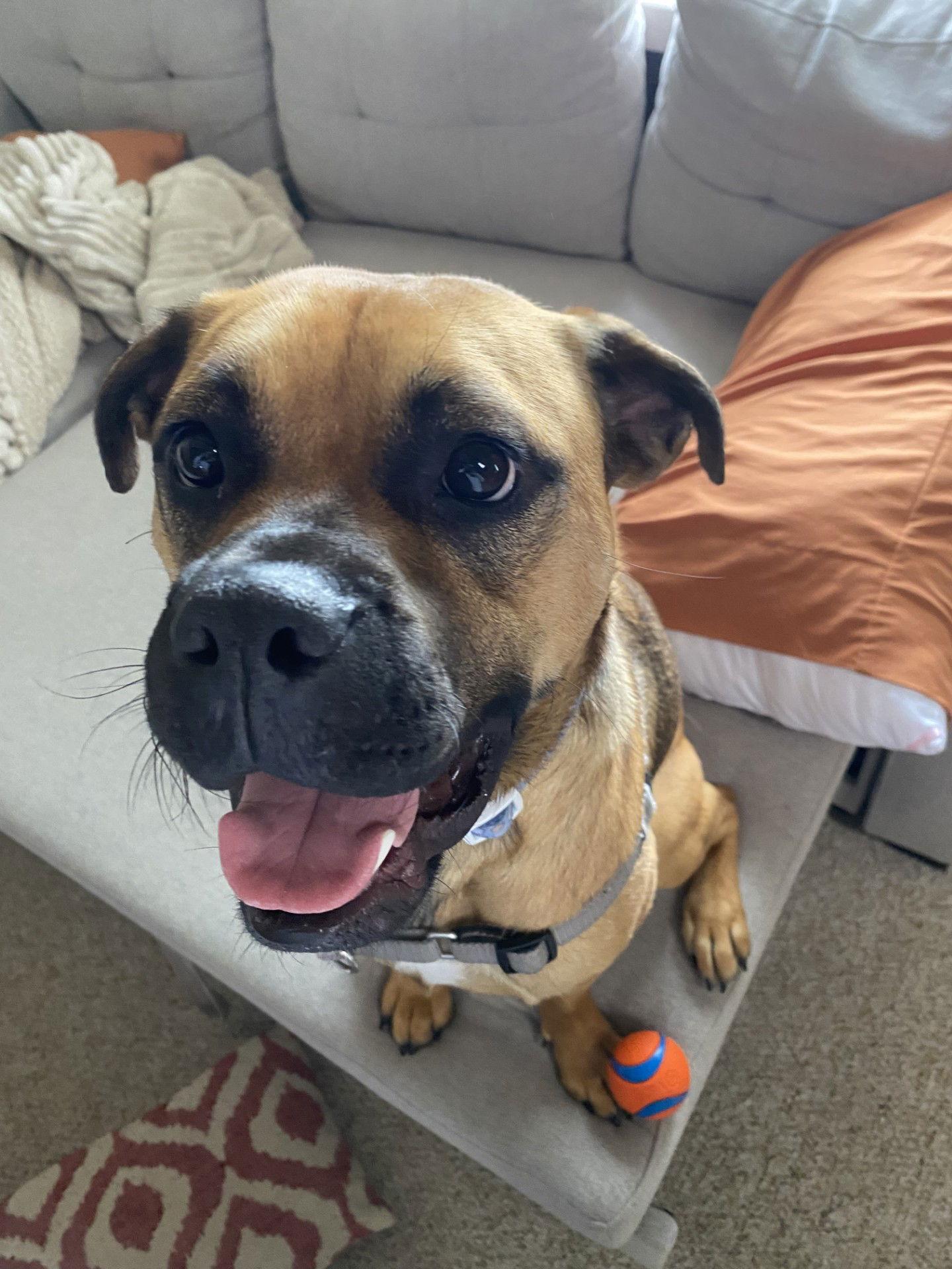 Enlarge Greg, a Adoptable mixed breed in Burlingame, CA image 3/3