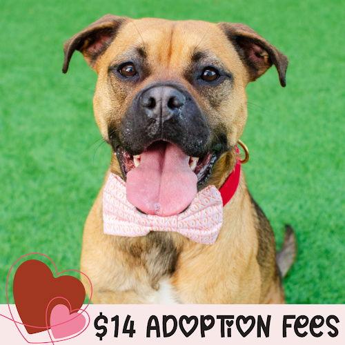 Enlarge Greg, a Adoptable mixed breed in Burlingame, CA image 3/3