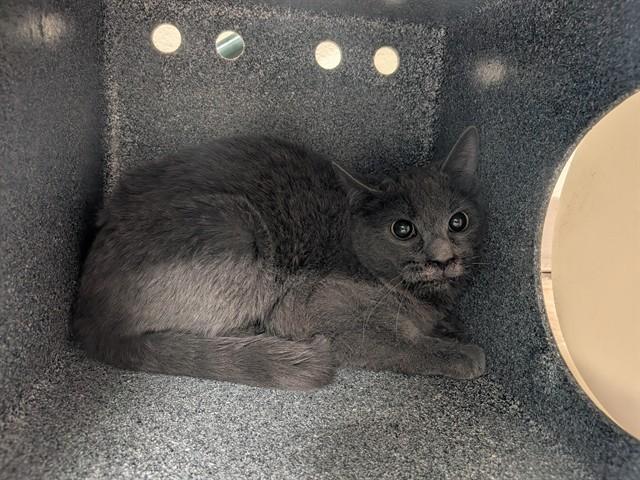 Enlarge GORDAN IN THE BARN, a Adoptable Domestic Long Hair in Pueblo, CO image 1/1