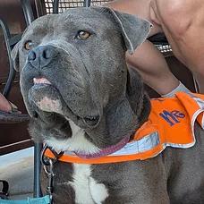 Kronk, a ADOPTABLE mixed breed in Albuquerque, NM image 3/5