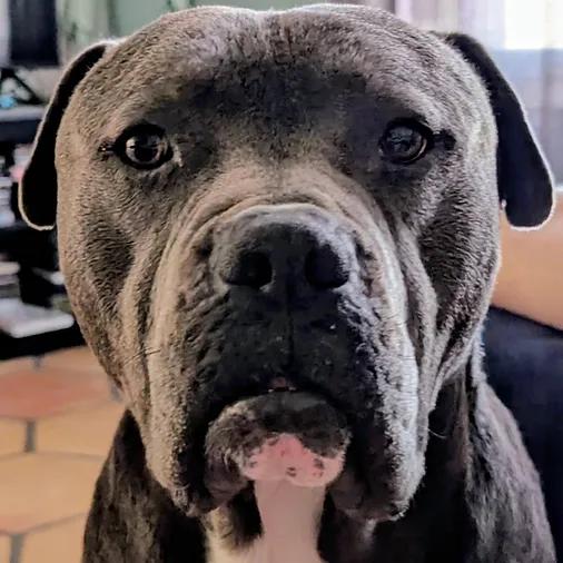 Kronk, ADOPTABLE, Adult Male American Bully.