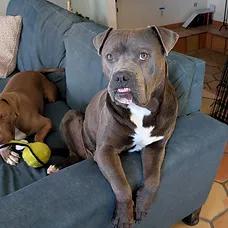Kronk, a ADOPTABLE mixed breed in Albuquerque, NM image 2/5
