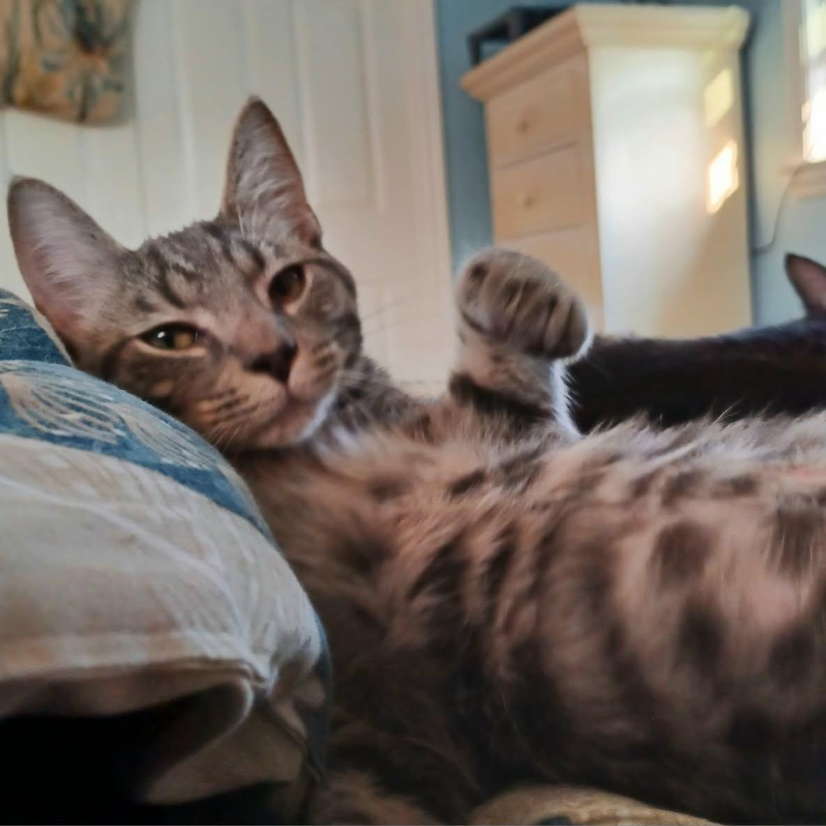 Enlarge Agate, a Adoptable Tabby in Fairborn, OH image 2/6