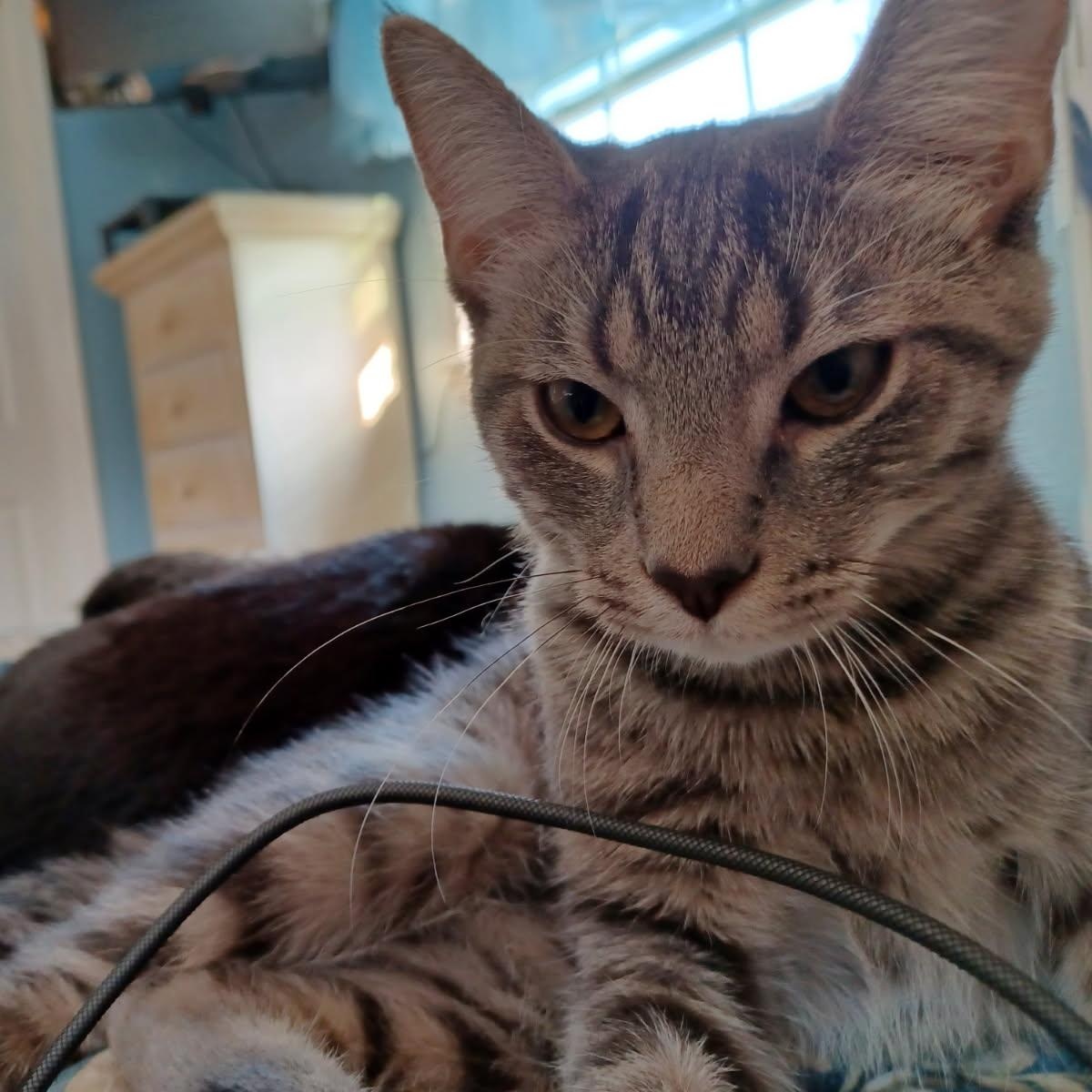 Agate, Adoptable, Kitten Female Tabby.