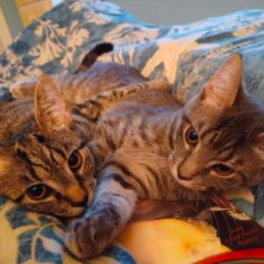 Enlarge Agate, a Adoptable Tabby in Fairborn, OH image 6/6