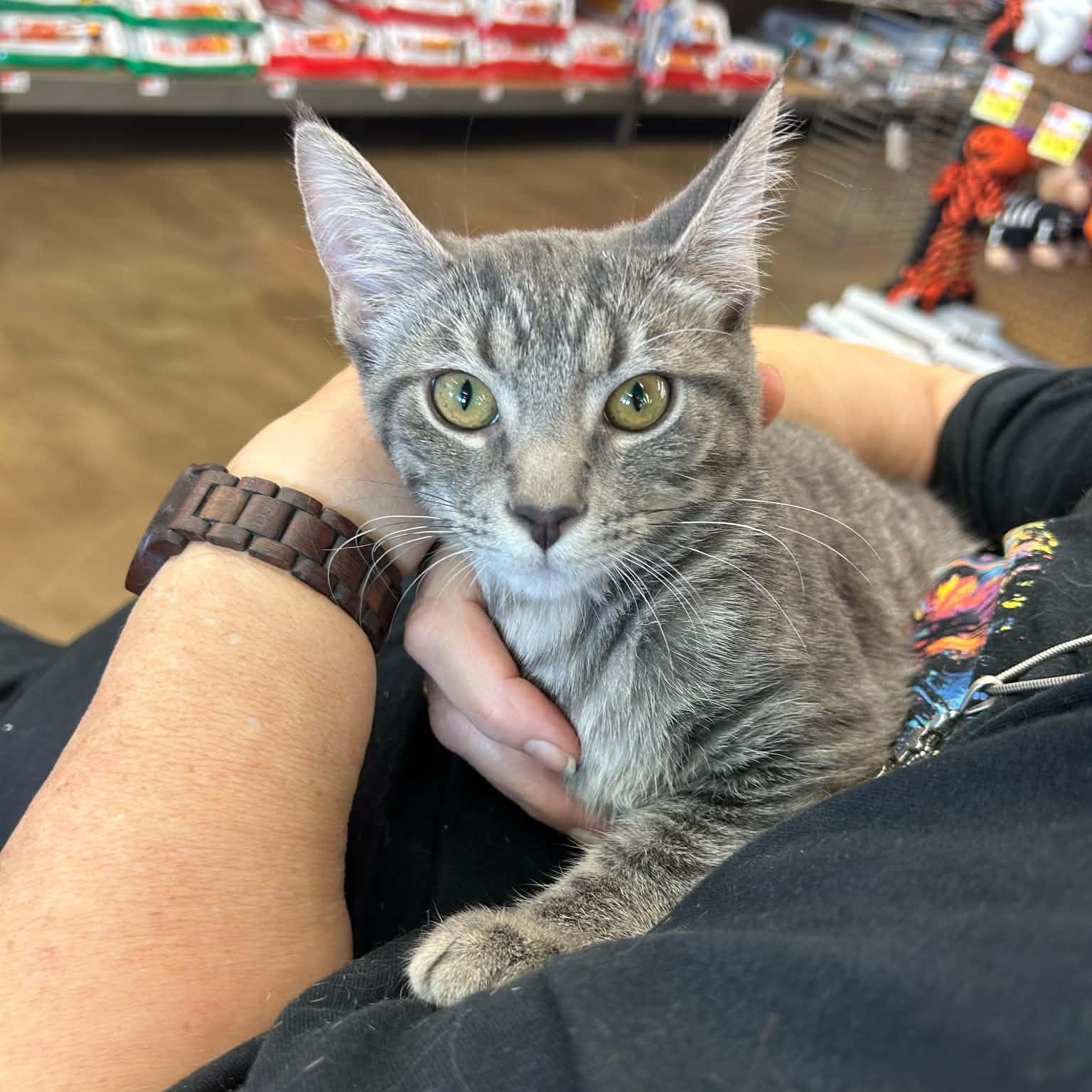 Enlarge Agate, a Adoptable Tabby in Fairborn, OH image 3/6