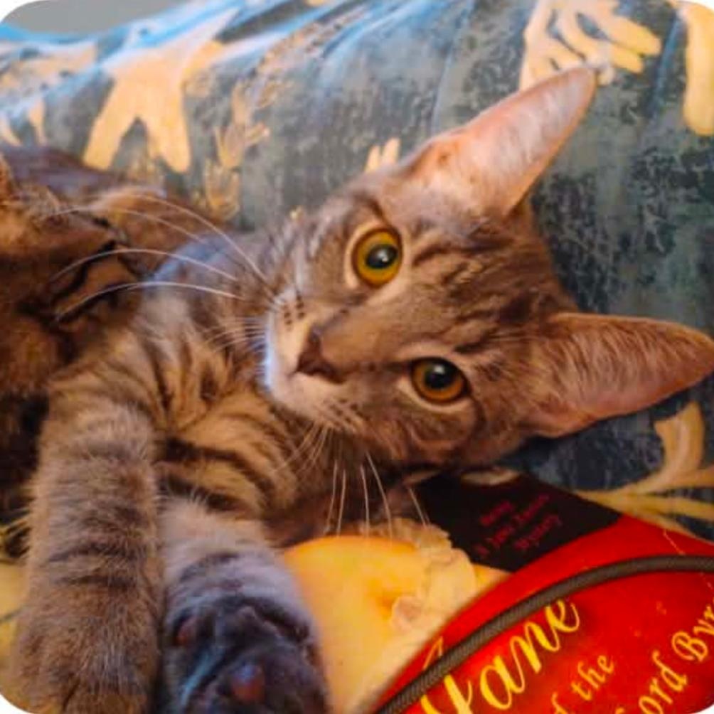 Enlarge Agate, a Adoptable Tabby in Fairborn, OH image 4/6