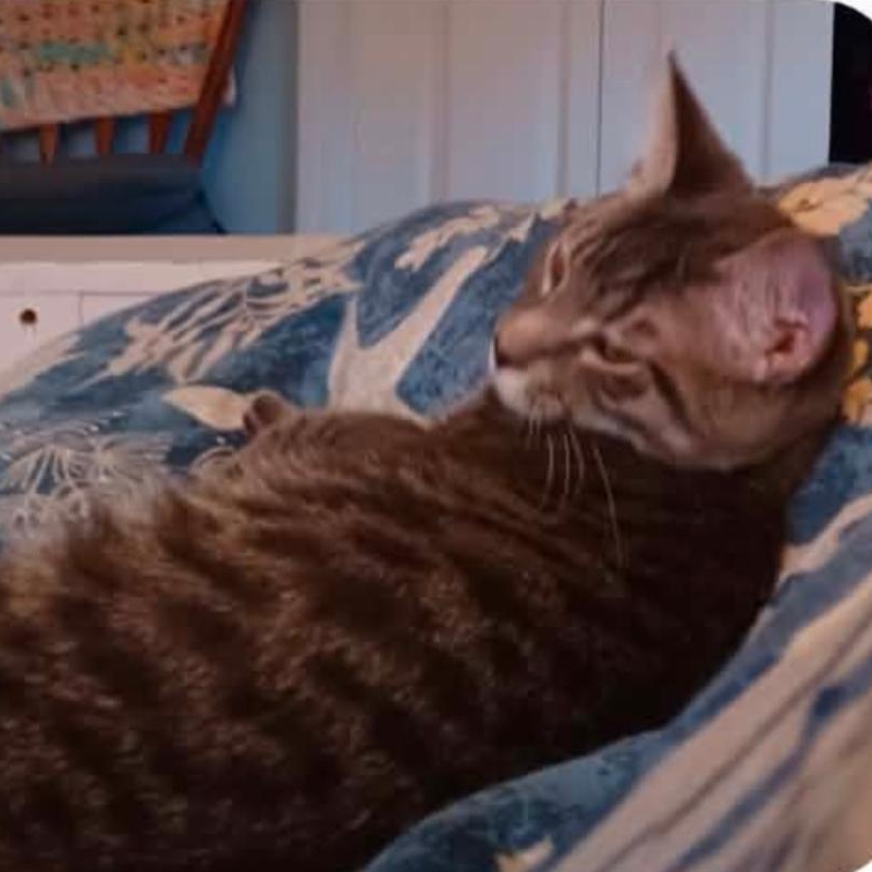 Enlarge Agate, a Adoptable Tabby in Fairborn, OH image 5/6