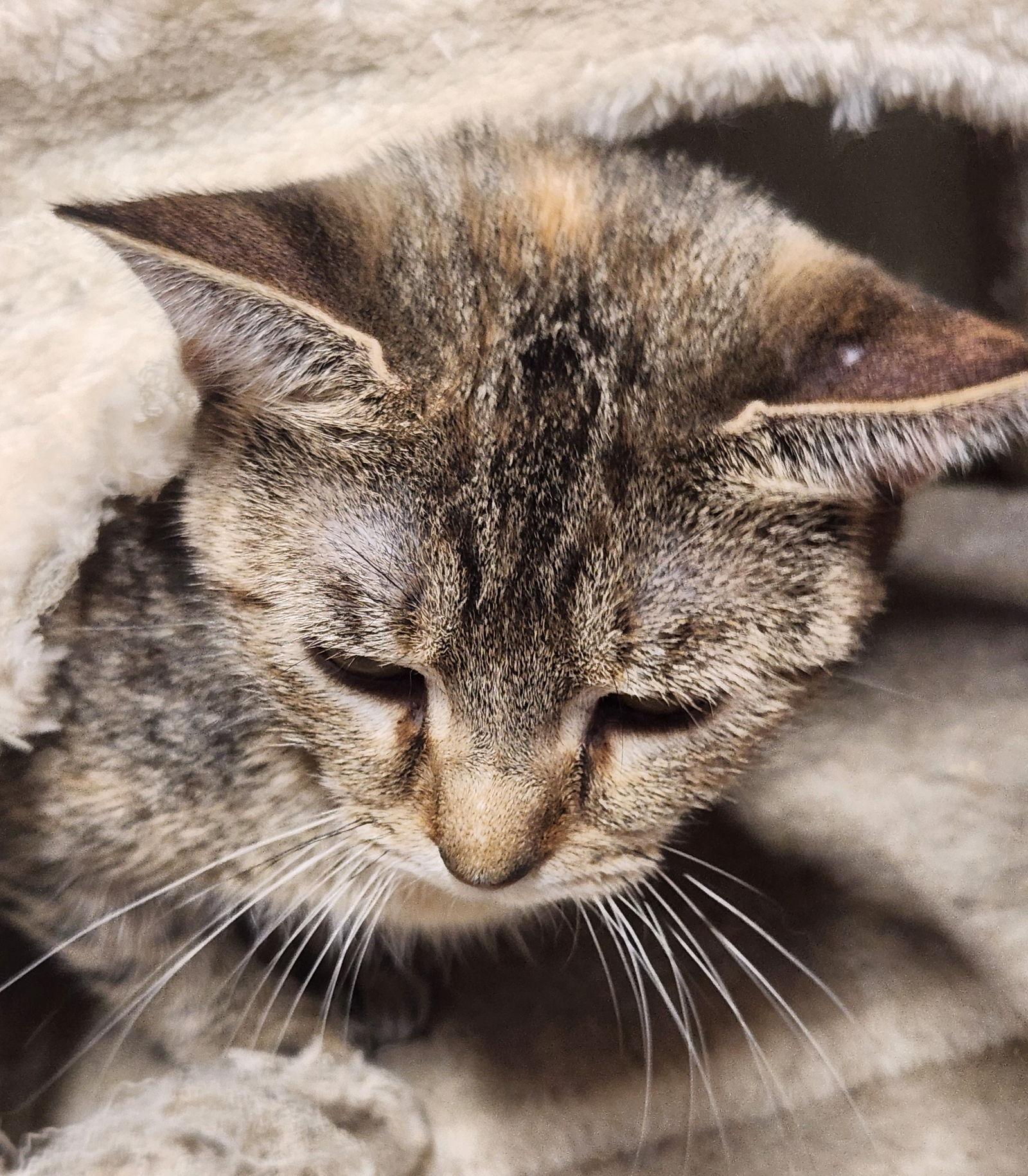 Chowder, Adoptable, Young Female Domestic Short Hair.