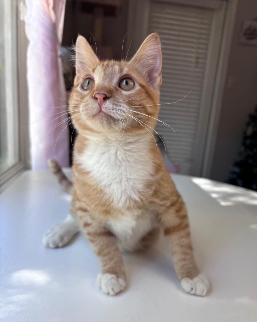 Rusty, Adoptable, Young Male Domestic Short Hair.