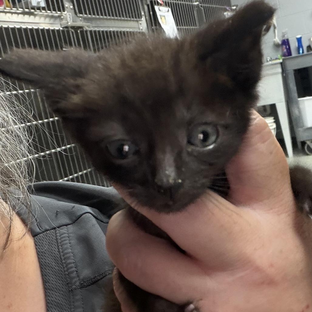 Ozzy, Adoptable, Kitten Male Domestic Short Hair.
