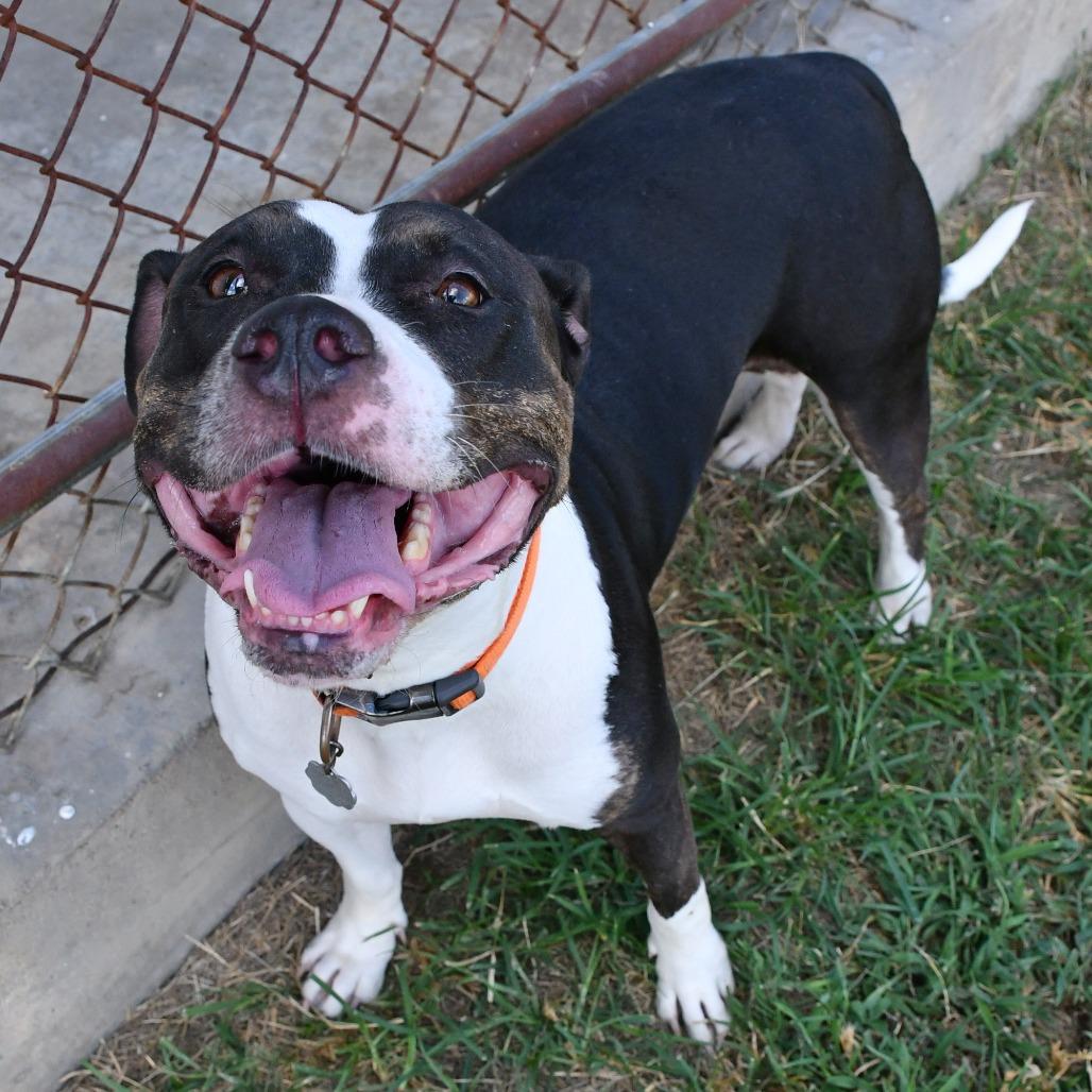 Toya, Adoptable, Adult Female Pit Bull Terrier & Labrador Retriever.
