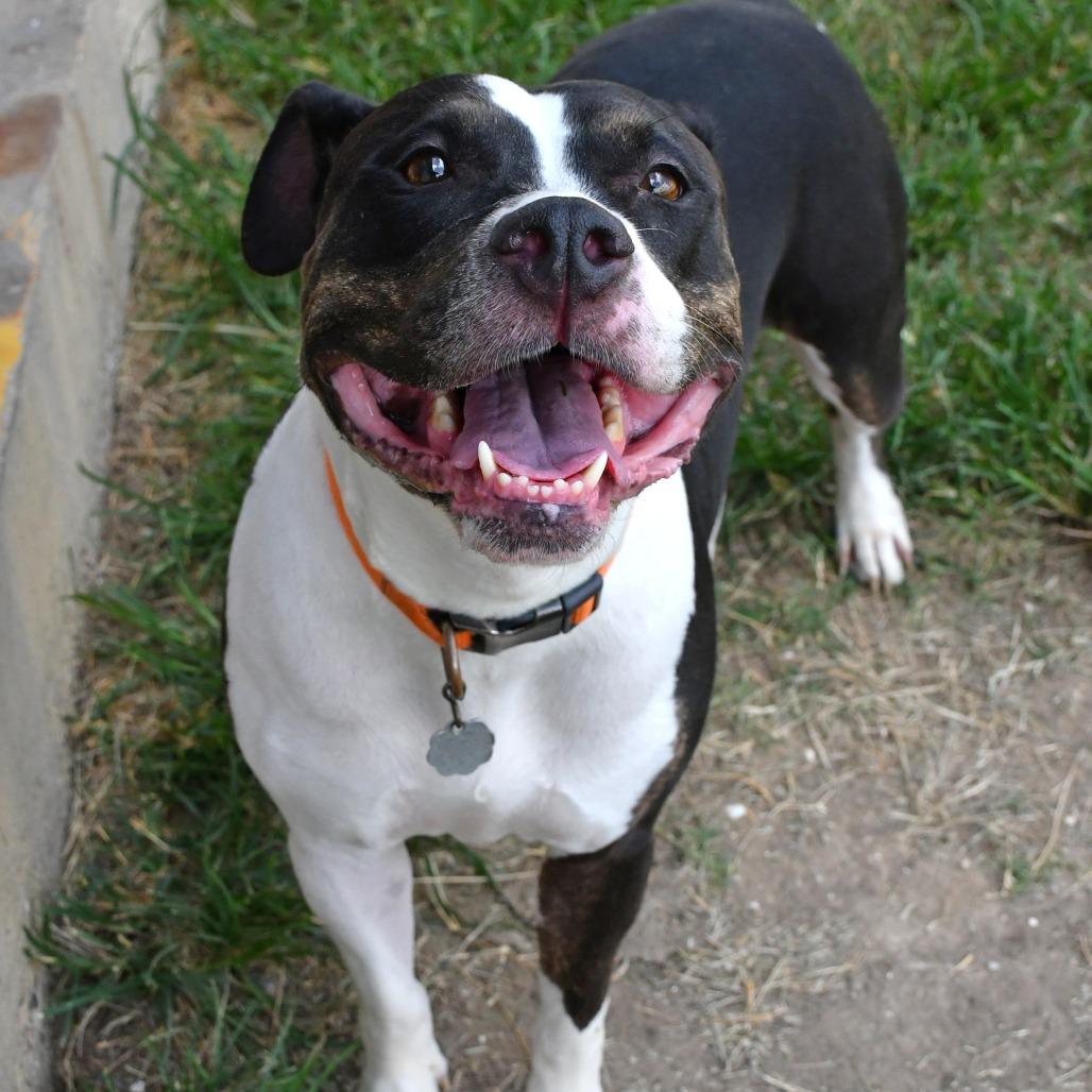 Enlarge Toya, a Adoptable mixed breed in Beaumont, TX image 2/4