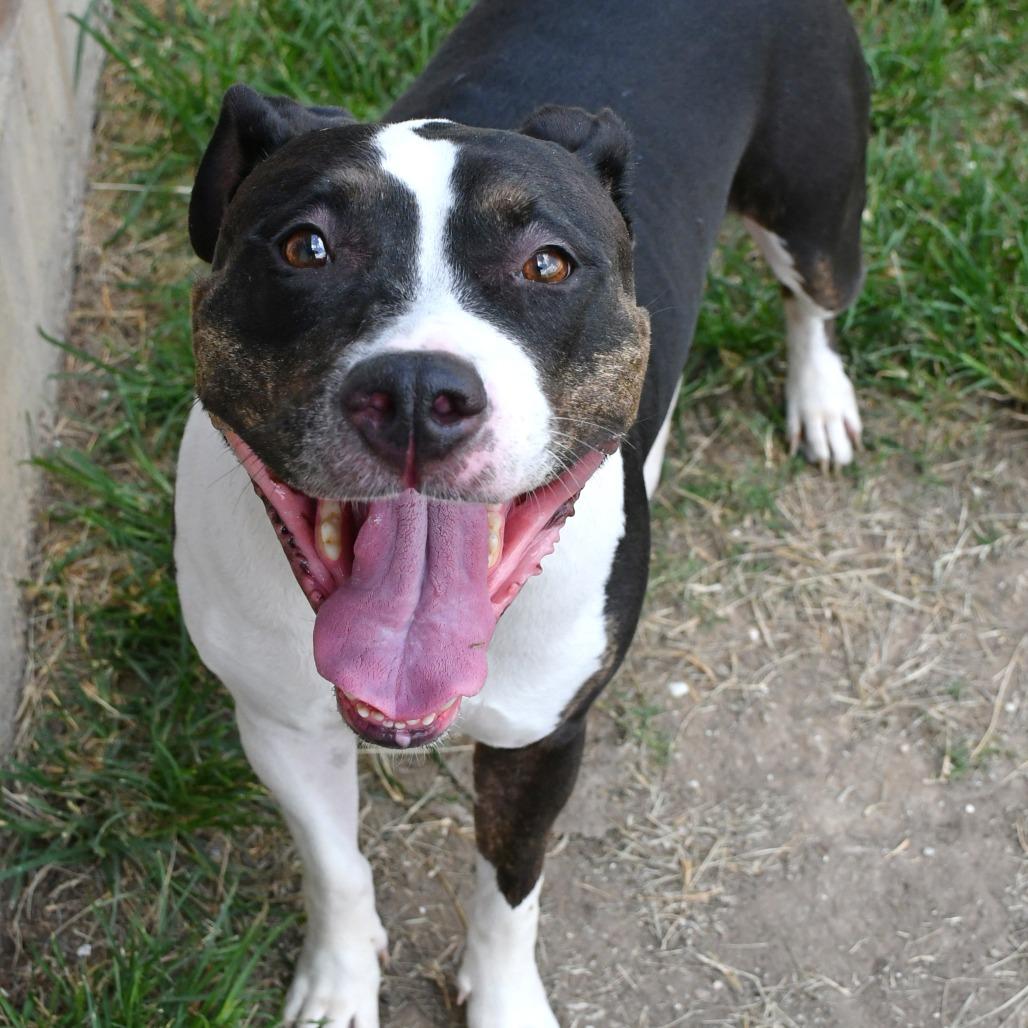 Enlarge Toya, a Adoptable mixed breed in Beaumont, TX image 3/4