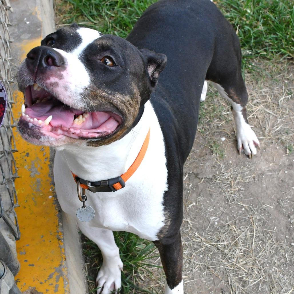 Enlarge Toya, a Adoptable mixed breed in Beaumont, TX image 4/4
