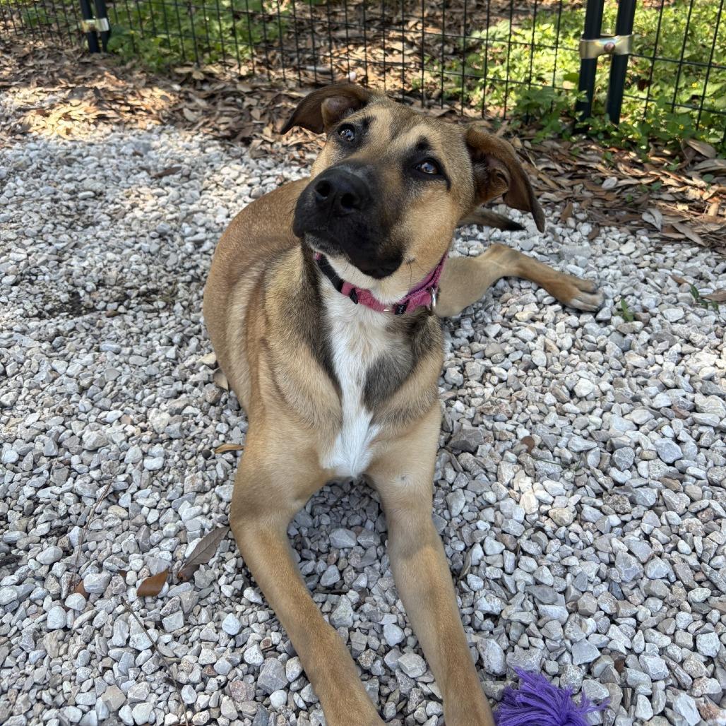Alice, Adoptable, Young Female Mixed Breed.