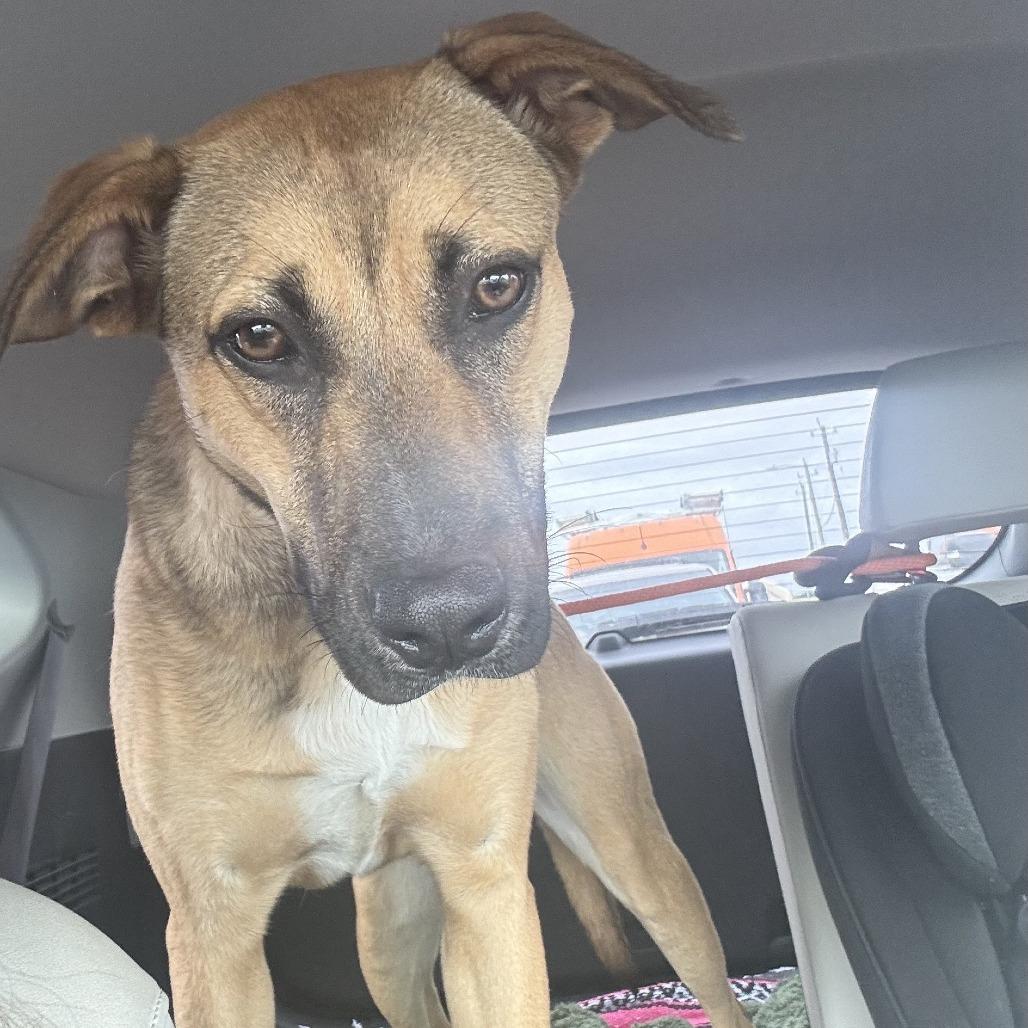Enlarge Alice, a Adoptable Mixed Breed in Houston, TX image 2/5
