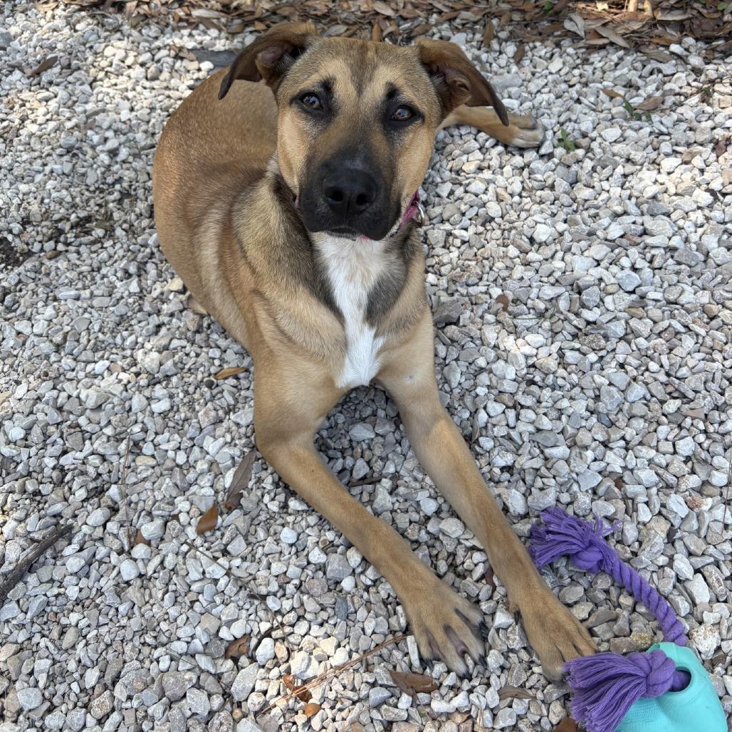 Enlarge Alice, a Adoptable Mixed Breed in Houston, TX image 3/5