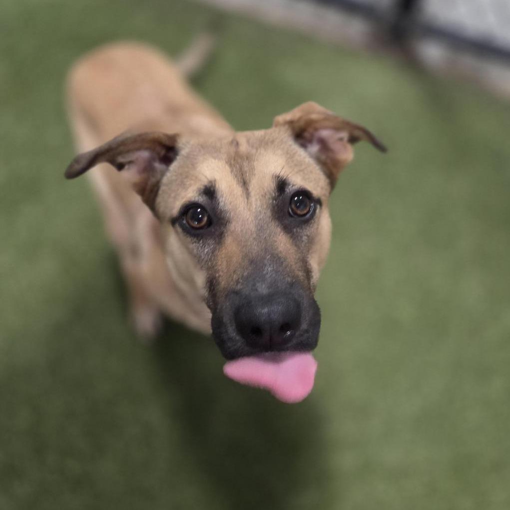 Alice, a Adoptable Mixed Breed in Houston, TX image 4/6