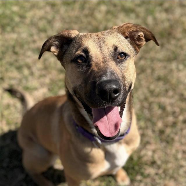 Enlarge Alice, a Adoptable Mixed Breed in Houston, TX image 4/5