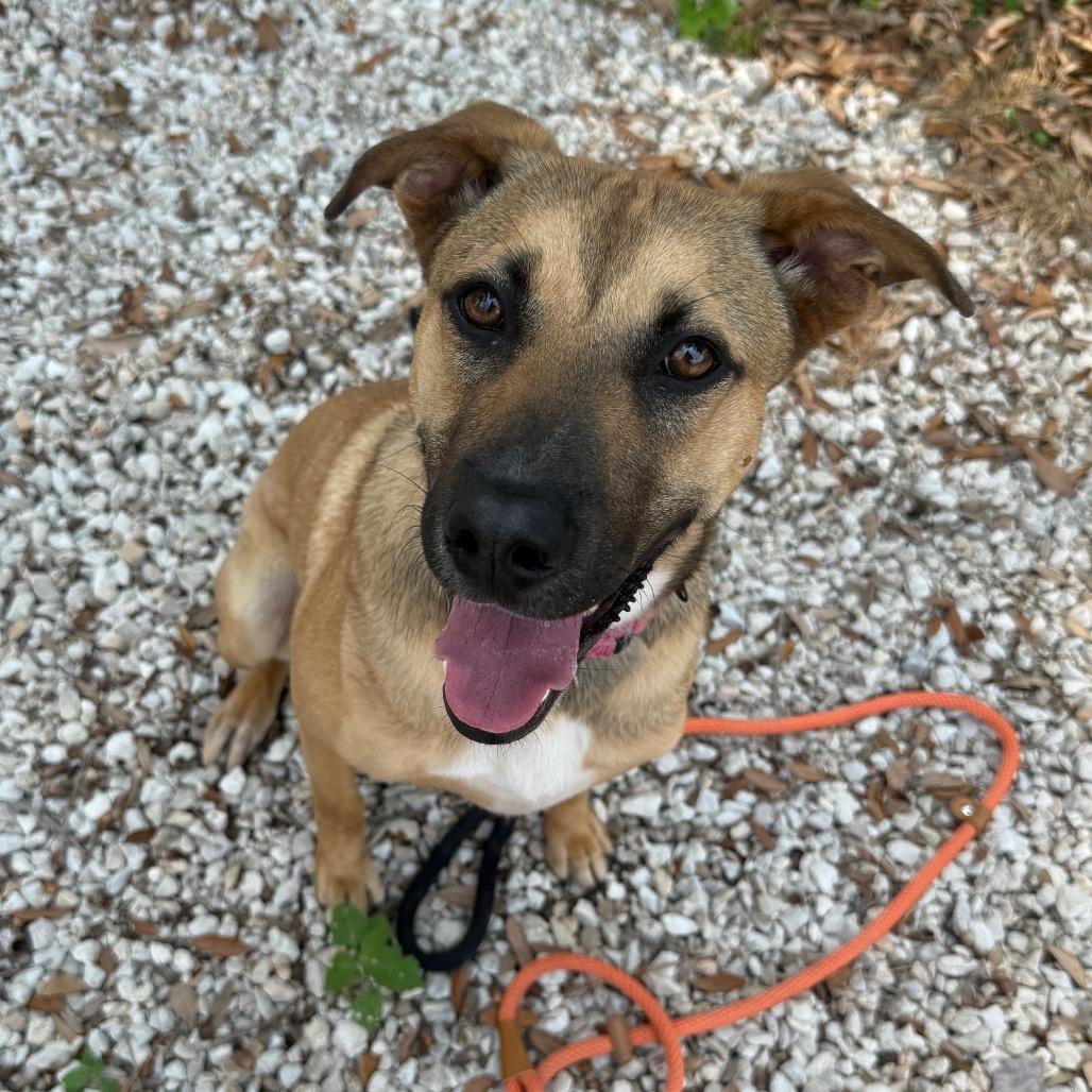 Enlarge Alice, a Adoptable Mixed Breed in Houston, TX image 5/5