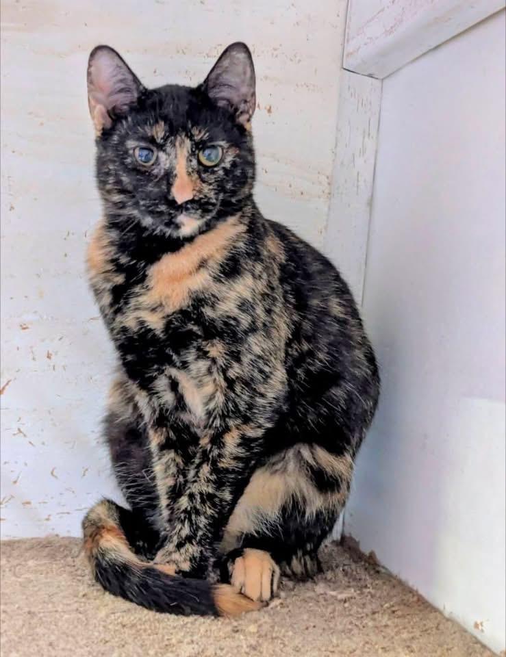 JAINEY, an adopted Domestic Short Hair in Delhi, ON image 3/3