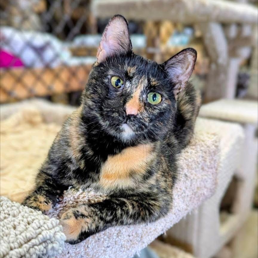 JAINEY, adopted, Young Female Domestic Short Hair.