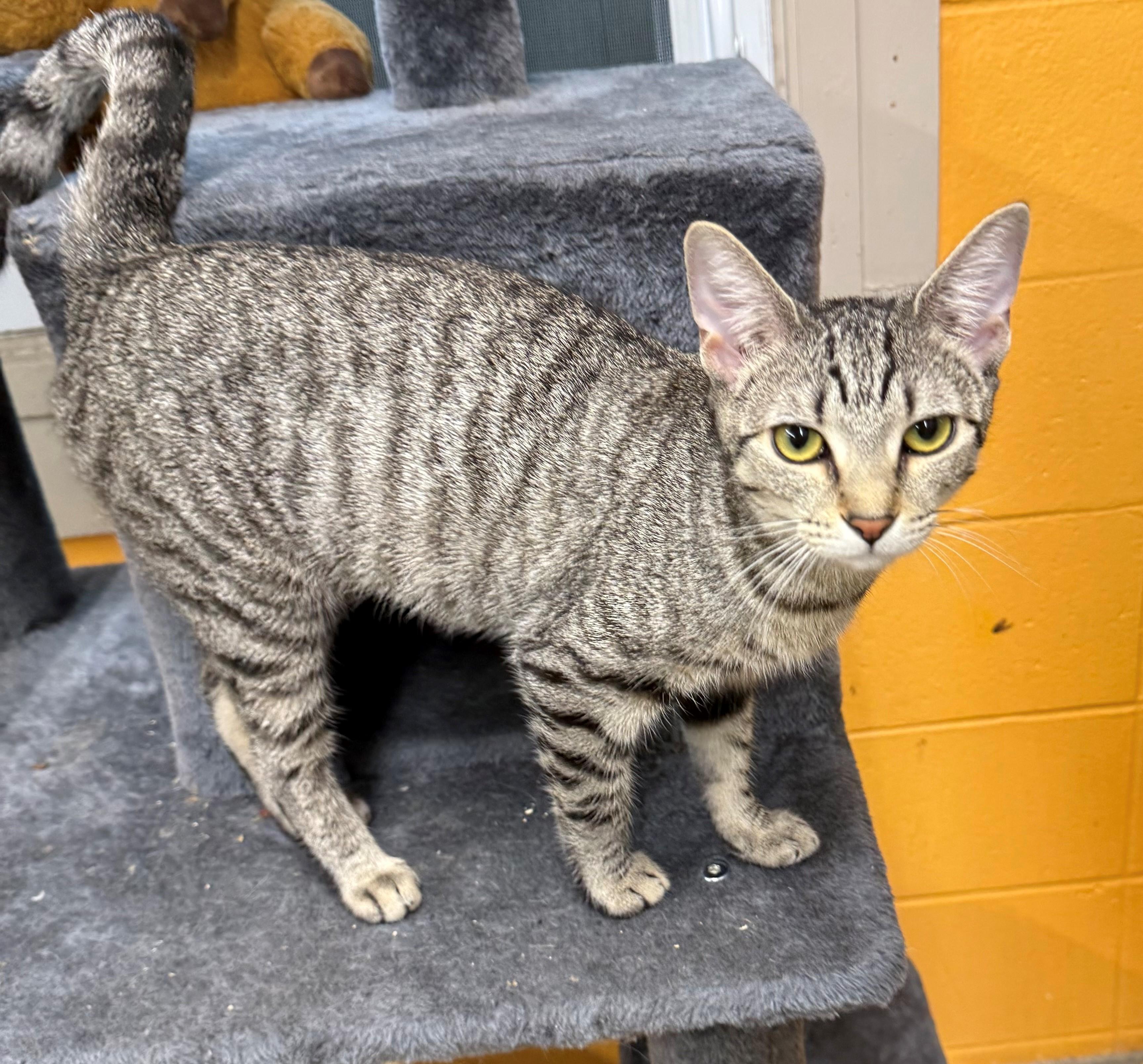 Enlarge Pumpkin, a ADOPTABLE Domestic Short Hair in Edison, NJ image 1/1