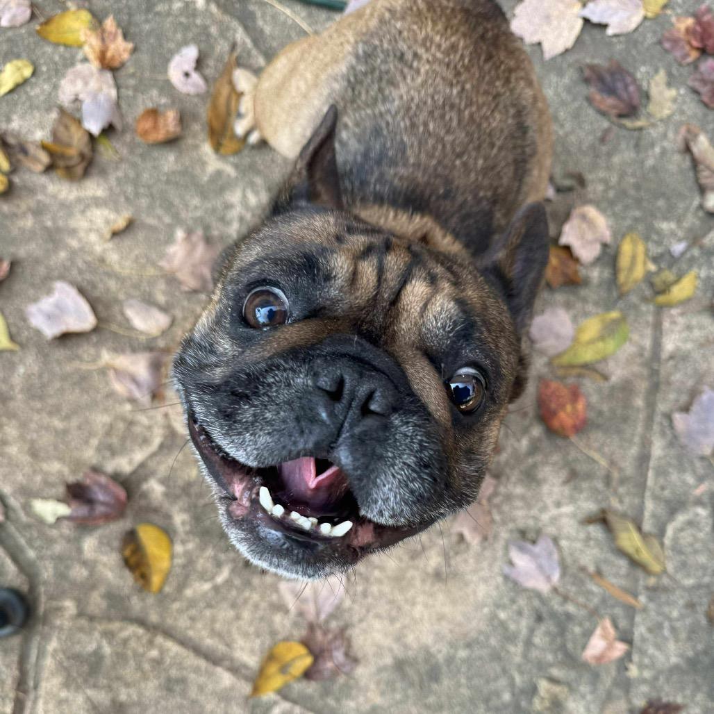 Maguy, a Adoptable French Bulldog in Raleigh, NC image 1/6